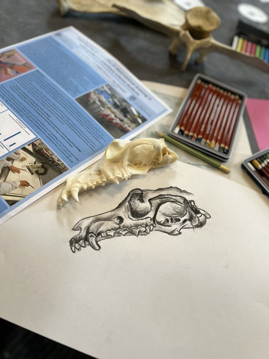 Helen Braid (@smell07) on Twitter photo Fantastic session at <a href="/VetEd2023/">VetEd2023</a> on using observational drawing for undergraduate veterinary students by Rosie MacDiarmid. So relaxing! Fantastic to see such great initiatives at Liverpool vet school. <a href="/LivUni_IVES/">Inst of Infection Veterinary & Ecological Sciences</a> <a href="/LivUni/">University of Liverpool</a>. Disclaimer - I did not draw the excellent skull! Fantastic session at <a href="/VetEd2023/">VetEd2023</a> on using observational drawing for undergraduate veterinary students by Rosie MacDiarmid. So relaxing! Fantastic to see such great initiatives at Liverpool vet school. <a href="/LivUni_IVES/">Inst of Infection Veterinary & Ecological Sciences</a> <a href="/LivUni/">University of Liverpool</a>. Disclaimer - I did not draw the excellent skull!