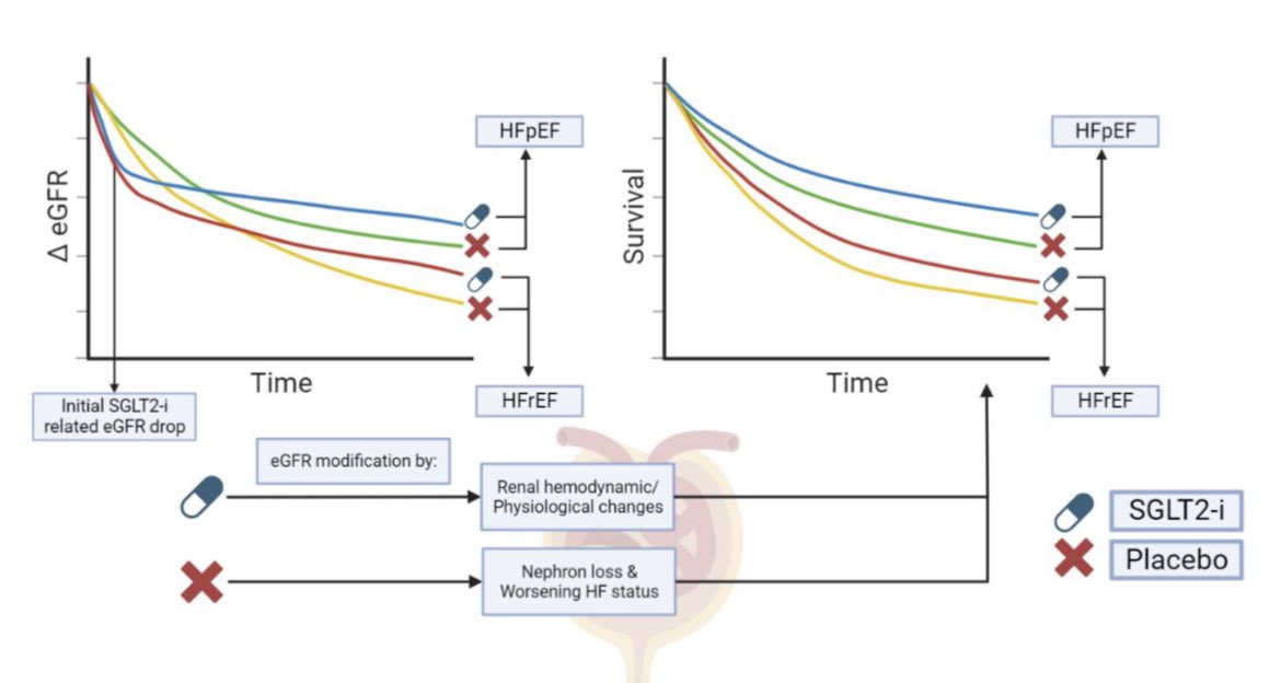 ValleAlfonso's tweet photo. SGLT2i in HFpEF: Treat the heart, cherish the kidney
👉 👥 with HFpEF, SGLT2i ⤵️ the risk of incident HF events, and
do so irrespective of the severity of pre-existing CKD
👉part of the effect on clinical outcome is actually causatively related to the drop in eGFR
👉small drop in eGFR during initiation of SGLT2i in HFpEF is expected, and should not be cause of concern

📥 https://t.co/vykIKhP6Qx