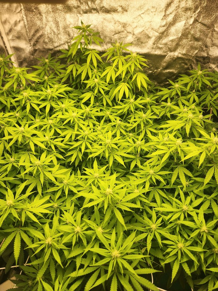 DILLHOLECOOZE tweet media