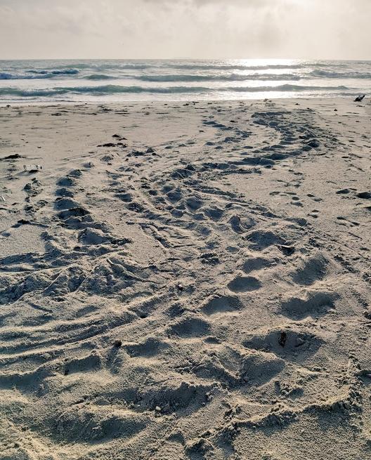 Playa El Agua,  zona de desove de tortugas! 
Aquí sus huellas en la arena! #7Julio