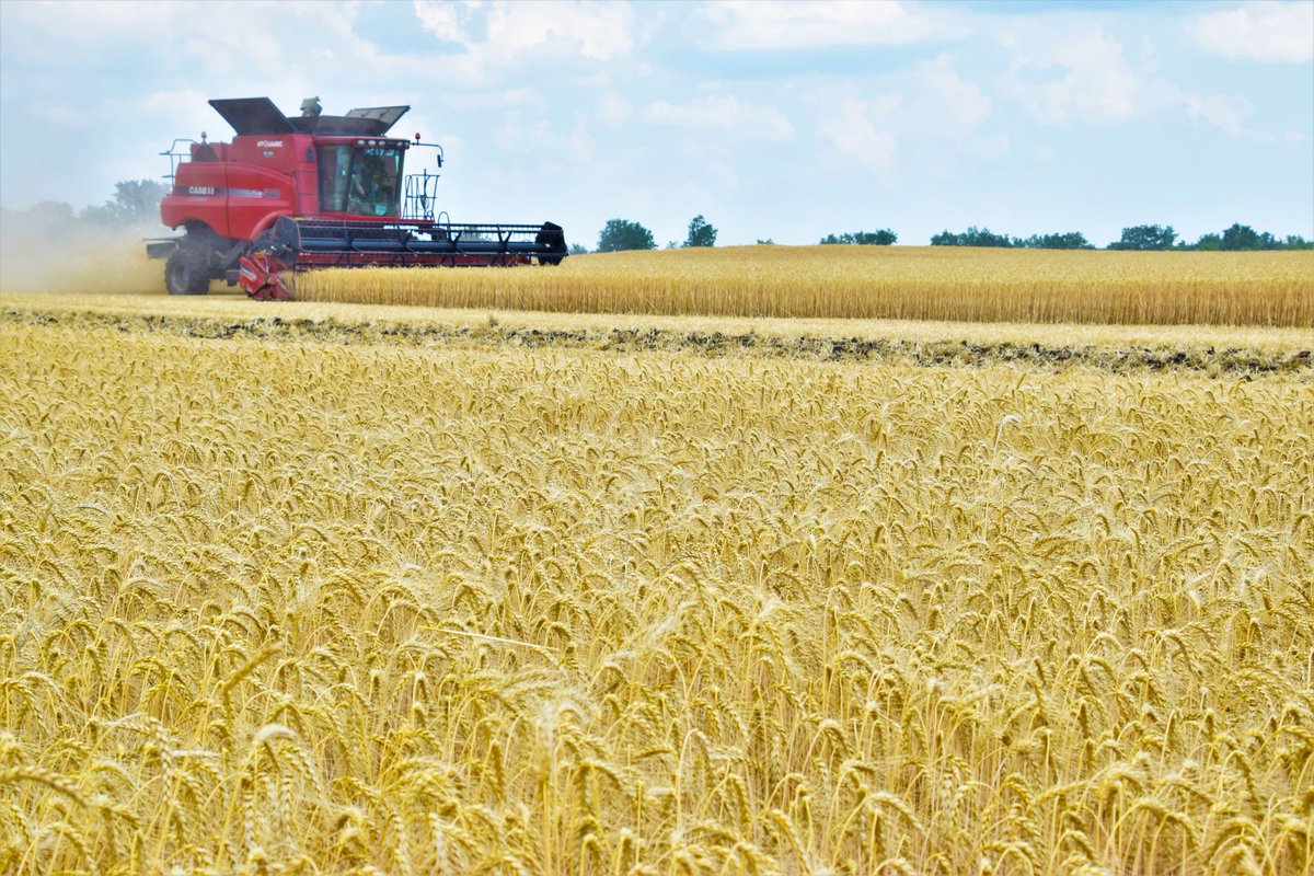 Astarta_Kyiv's tweet photo. 💙 💛 Astarta Starts Winter Crops Harvesting 2023 🌾 🌾This is the second harvesting season during the full-scale war in Ukraine.  #GloryToUkraine #harvest23 #agro #Astarta https://t.co/luajpAgpXu
