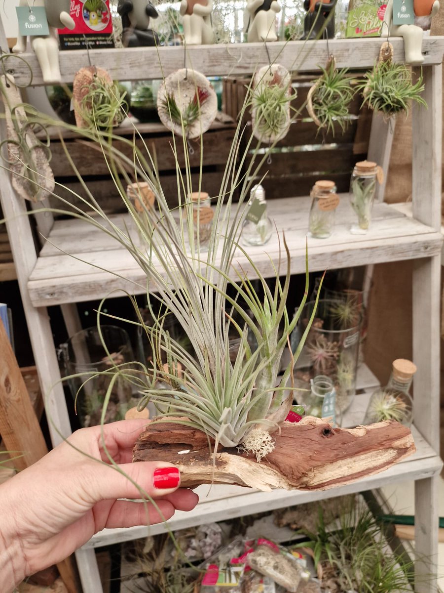 We've had a new delivery of #AirPlants!

Air Plants require air, light (not in direct sunlight), water and warmth. Mist every other day if and when required.
