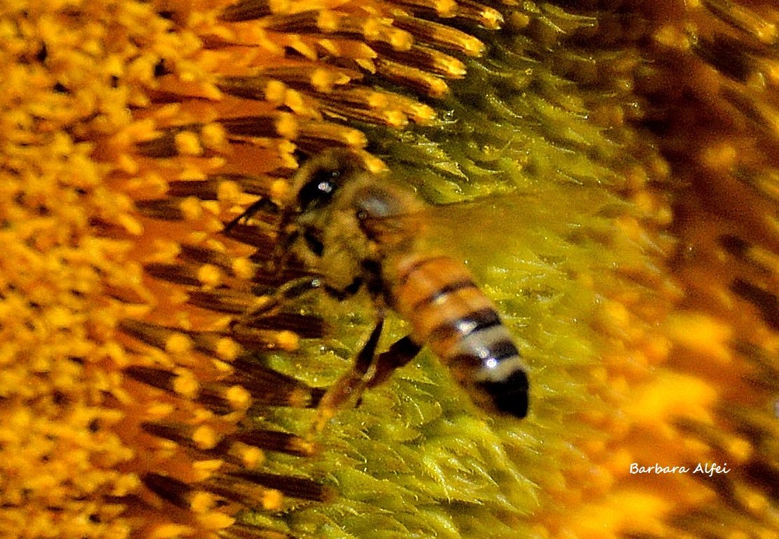 MarcheRurale's tweet photo. "I girasoli"
Le immagini della rubrica “Lo #SviluppoRuraleMarche in uno scatto” a cura di @BarbaraAlfei AMAP Marche! https://t.co/MJ6U7yujC9