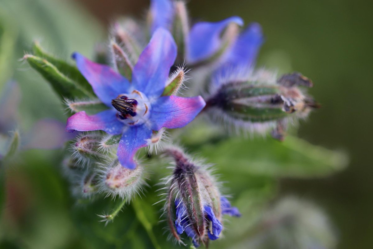 allotmentonline's tweet image. Edible flowers and infused cold drinks spells summer 😎 What are you growing and making? 🍹🍸

allotmentonline.co.uk/edible-flowers

#edibleflowers #saladgarnish #infuseddrink