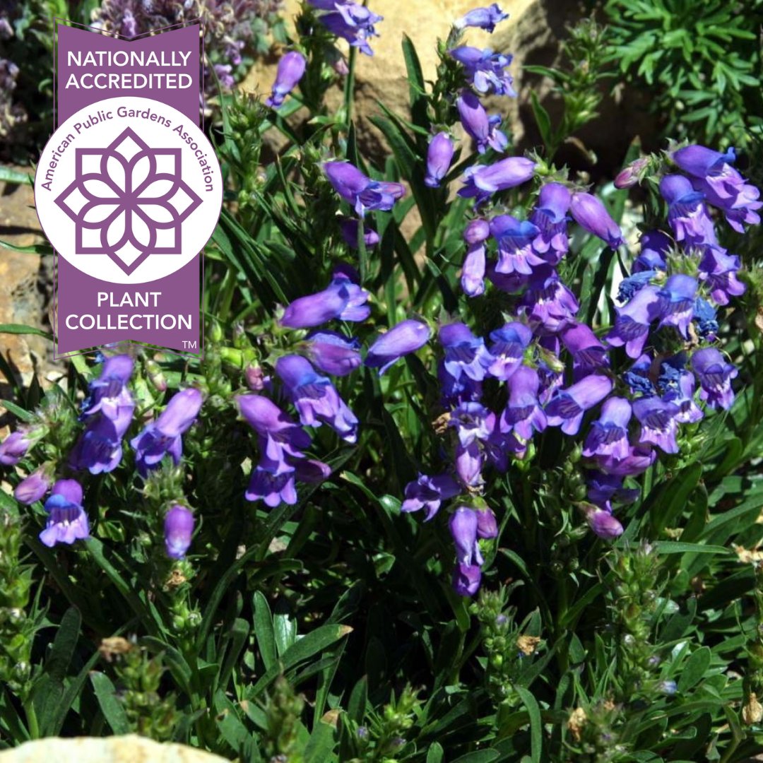PublicGardens's tweet photo. #FridayFlora - Betty Ford Alpine Gardens Ford in #Colorado holds the nation’s collection of Colorado’s alpine #flora. The Garden works to develop the collection through seed collections, propagation, cultivation, & plant sharing. #florafriday #plants https://t.co/PeOBL5eOqT https://t.co/LBBIO5NNC9