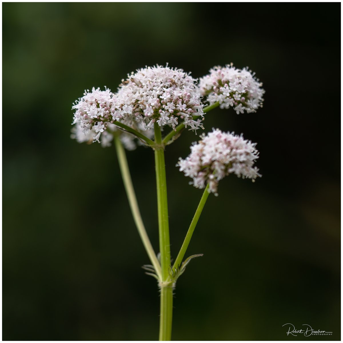 The Common Valerian was photographed on a recent trip to Bradford Bridge on Bodmin Moor with my local camera club.
#TheWeekendPhotographer
#photography #cornwall #kernow #bodminmoor #WexMondays