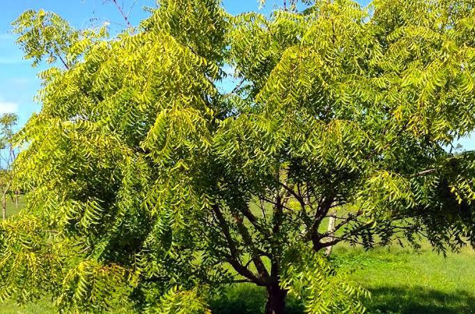 #QuizOfTheDay 

ભદ્ર વૃક્ષ એટલે કયું વૃક્ષ?

A. લીમડો 
B. આંબો 
C. સાગ 
D. કદંબ

#Guessthename #SaveTrees