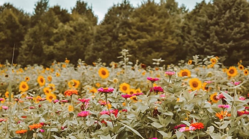 🌻 SUNFLOWER FESTIVAL! A family-owned farm in Middle Tennessee lets you pick your own sunflowers during the summer. 

Find info on it here: tinyurl.com/2p8vzd3v

Photo: Liberty Grace Farm