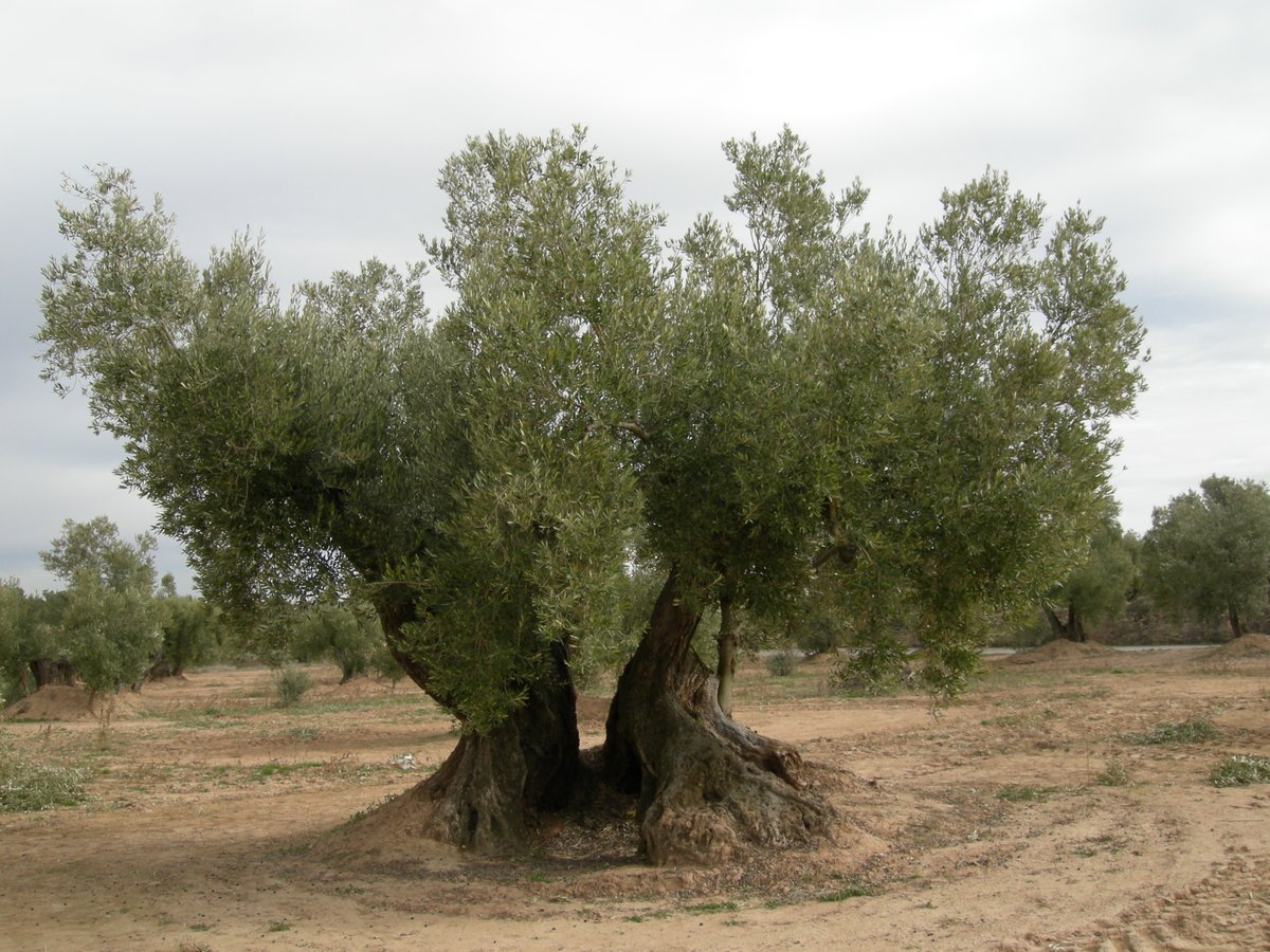 redfaragon's tweet photo. Disponible el informe sobre el estado del #olivar 🫒🫒

https://t.co/WJSw4bOPPq https://t.co/chT84amJy8