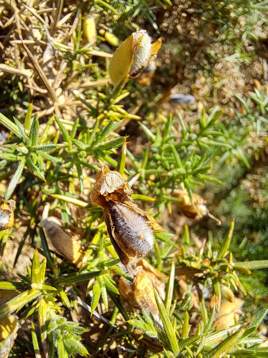 new forest ranger tweet media