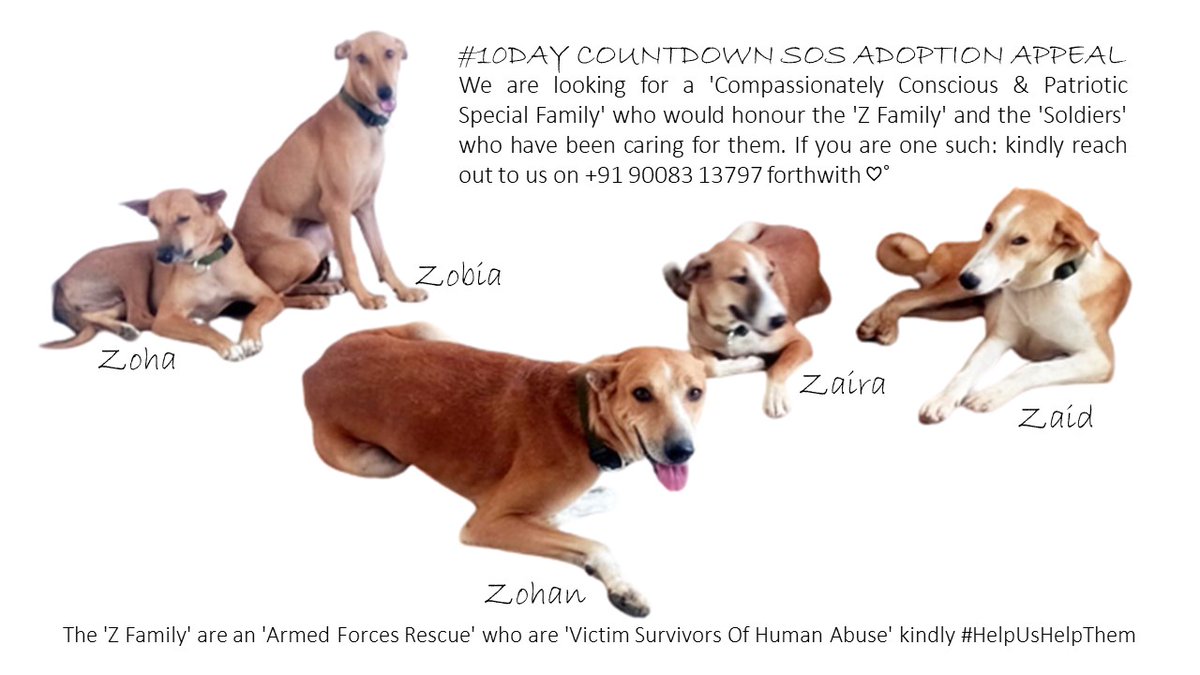 sangiit's tweet photo. #CallForCompassion
THE ‘Z’ FAMILY ﮩ٨ـﮩﮩ٨ـ♡
#10DAY COUNTDOWN SOS ADOPTION APPEAL
https://t.co/q7X14cY3d7...
A HUMBLE BESOUGHTMENT FOR CONSCIOUS HUMANE INTERVENTION
HOPING FOR A MIRACLE, AGAINST ALL ODDS: THROUGH OUR 'SHARED CONSCIOUSNESS AND DEED' https://t.co/sYvawmZLZ0