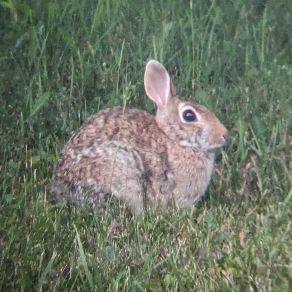 Sprocket_Kitty's tweet photo. Hi yes hello, how do I tell a wild bunny I love him and I hope he lives in my backyard forever??
#bunnyfriend https://t.co/Ubn5sA1lq5
