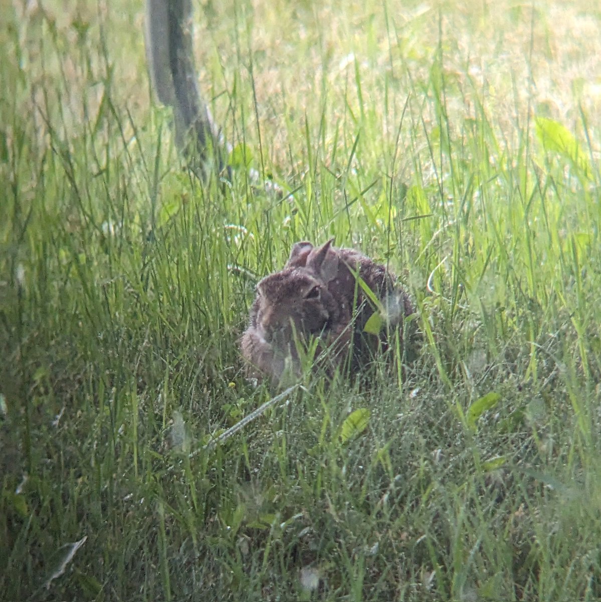 Sprocket_Kitty's tweet photo. Hi yes hello, how do I tell a wild bunny I love him and I hope he lives in my backyard forever??
#bunnyfriend https://t.co/Ubn5sA1lq5