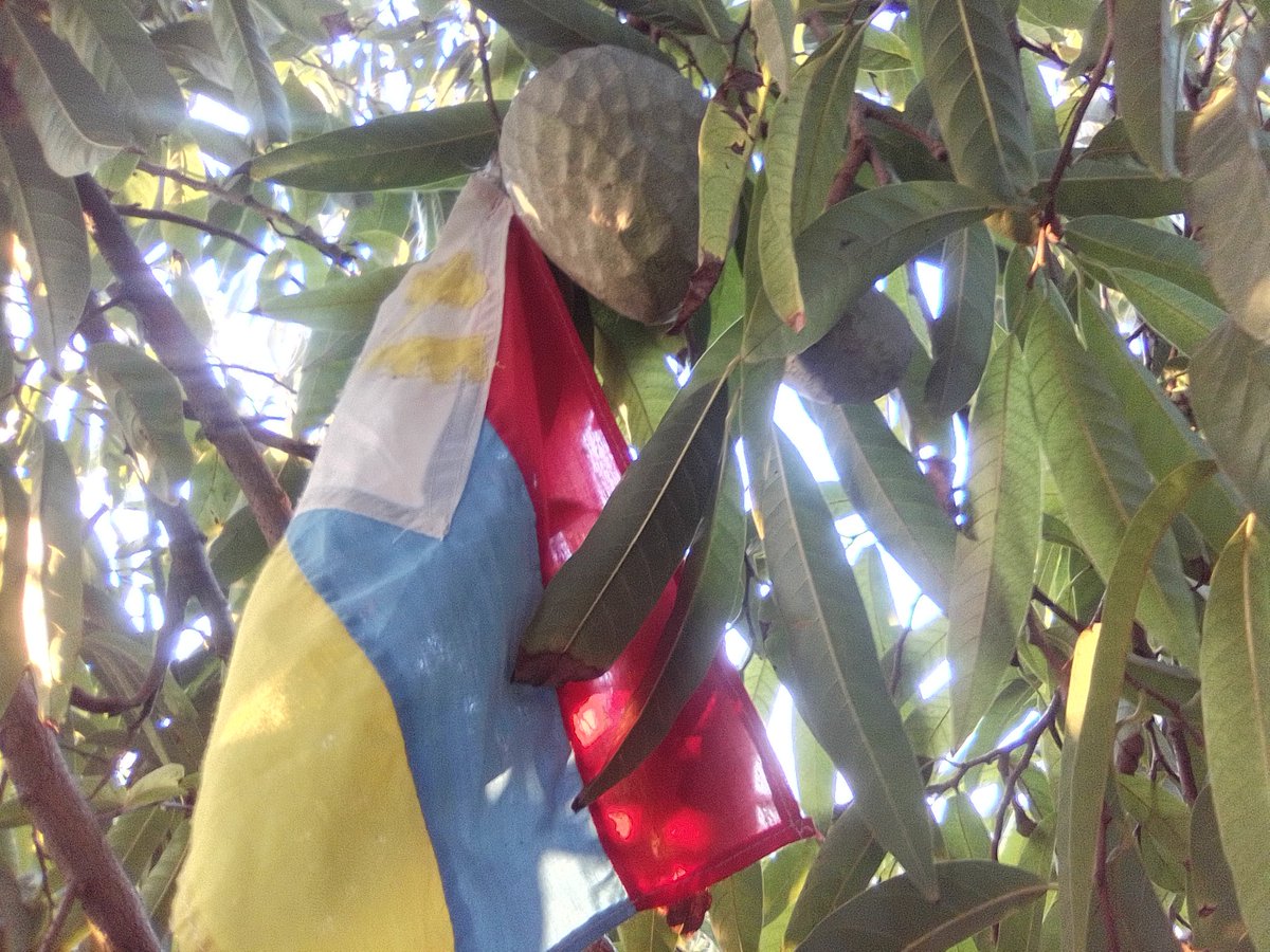 Empire of Guanduania ☮️ tweet media