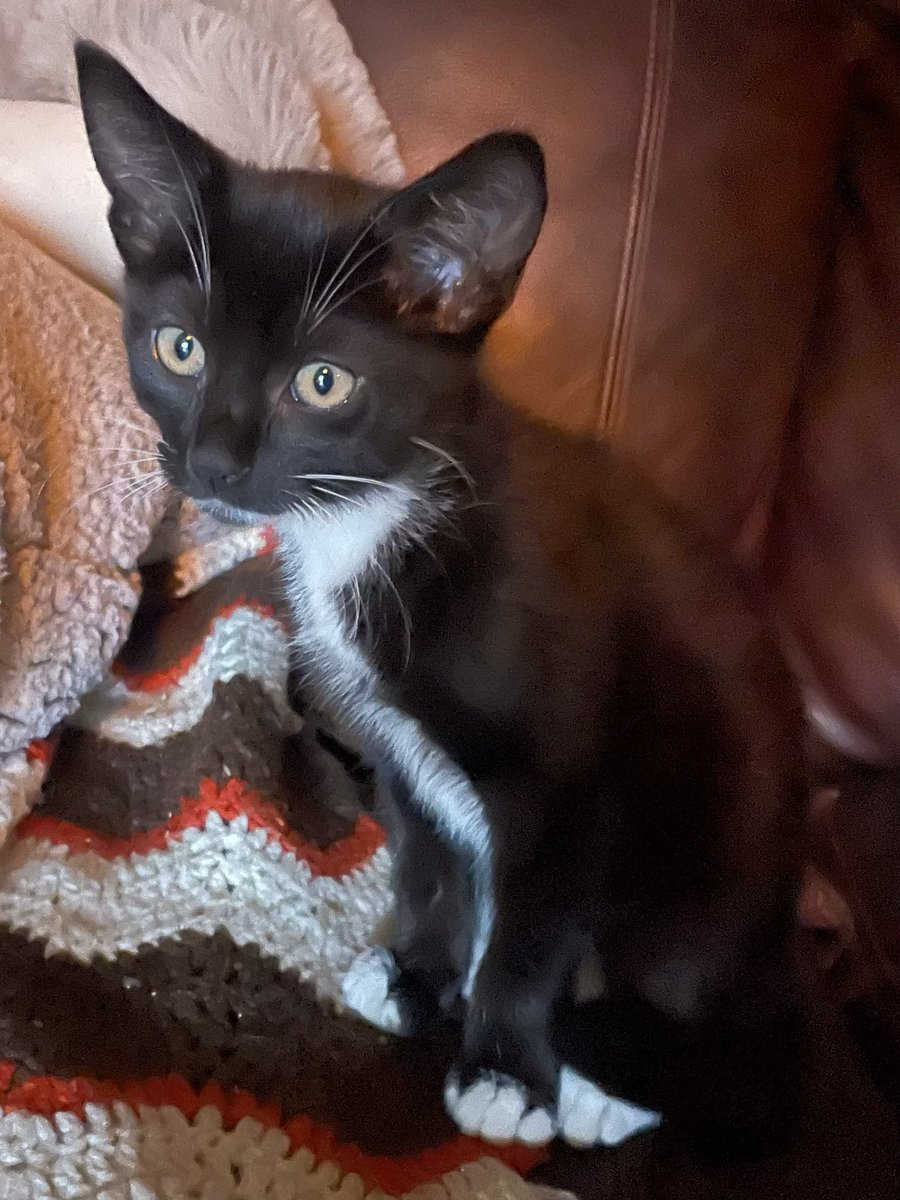 GoldAyla's tweet photo. My Little Baby Lisa! β€οΈ #kittyspam https://t.co/aSKjYvZdWI