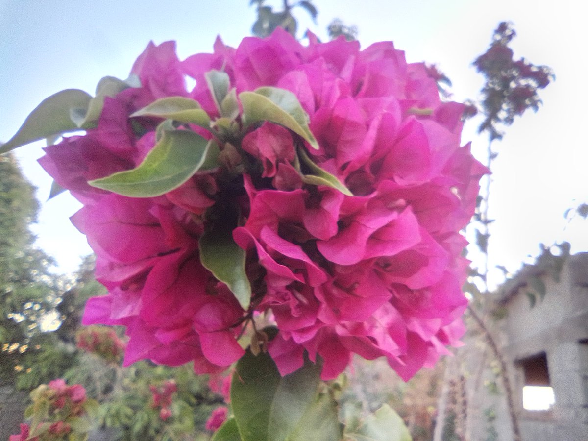 Empire of Guanduania ☮️ tweet media