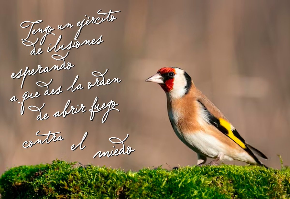 digital_server's tweet image. Salu2

Impresos bajo demanda...  

Couches, Opalinas, Sulfatada 12pt, Adhesivos (Papel, Transparente y Vinil Blanco)

#diseñadora #diseñadorgrafico #impresores #serigrafía #maquiladeimpresion #maquila