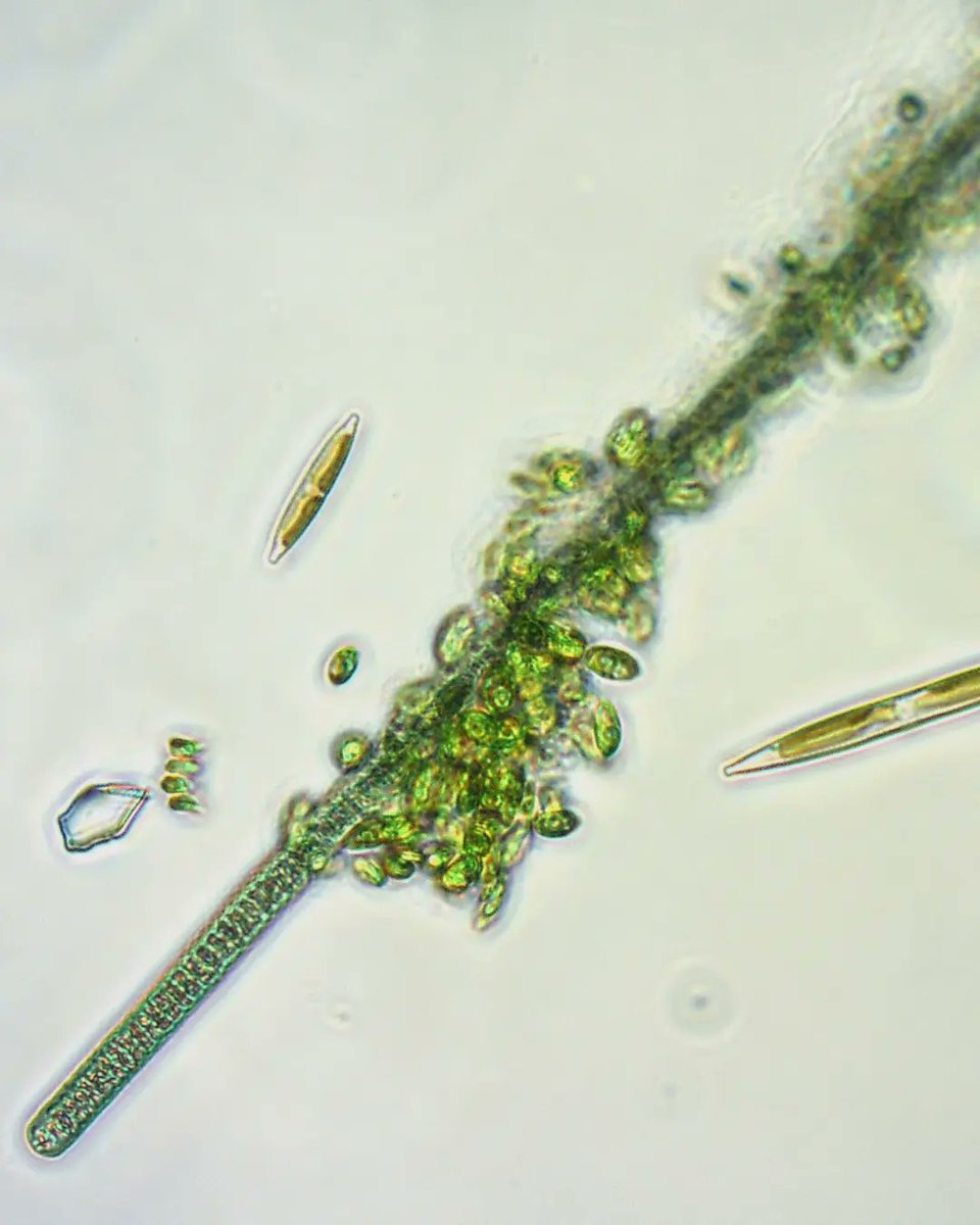 RebeccaJWicker's tweet photo. The basis of #biofilm formation is often #interspecies associations 🦠

Read more via @Chem_Eng_J: https://t.co/rafCPGaU83

Huge thanks to @GasumOy for funding my research, and to @UniLUT for helping us publish #OpenAccess 🚀

#science #biotech #womeninSTEM https://t.co/VQ7BtfTZqS