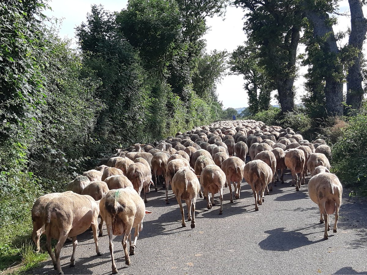 CharlotteDockes's tweet image. Et surtout ... sans elevage pas de @RoquefortAOP !!!
Superbe visite des caves et découverte de la filière avec les équipes #INOSYS @InstitutElevage @ChambagriFrance 
Merci pour l'accueil !
