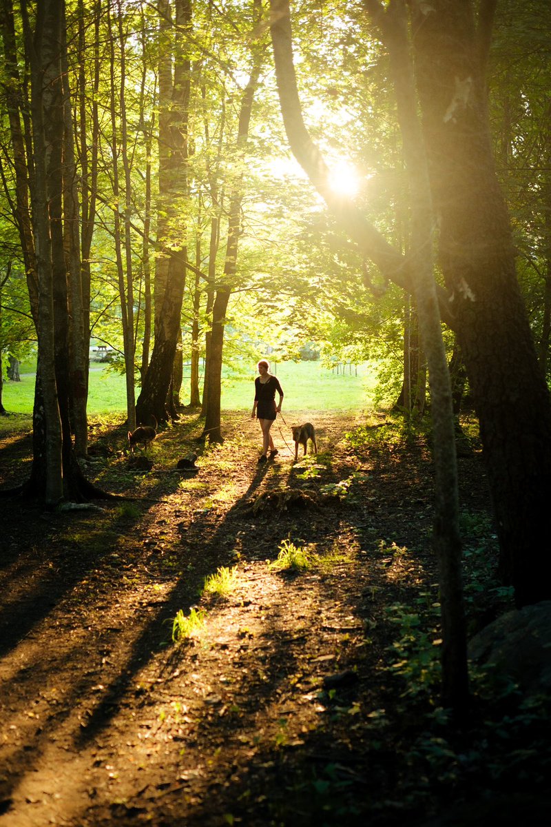 regalstudiosab's tweet photo. Make a step
#makeastep #goldenlight #nightwalks #dogwalks #naturewalks #intheforest #goldenhourphotography #fujifilm #xpro3 #gothenburg https://t.co/3wY9vNAYRZ