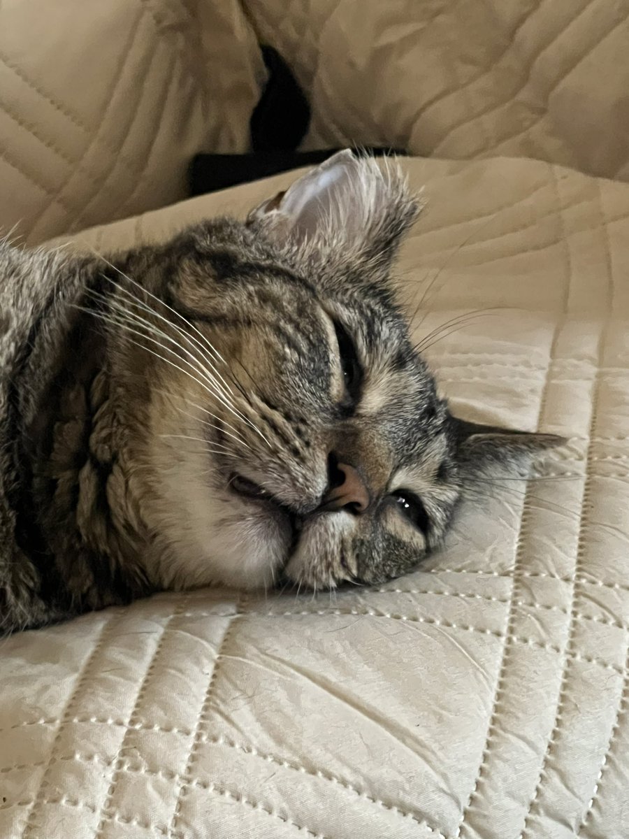 He might not be orange, but he definitely does not have the brain cell #cat