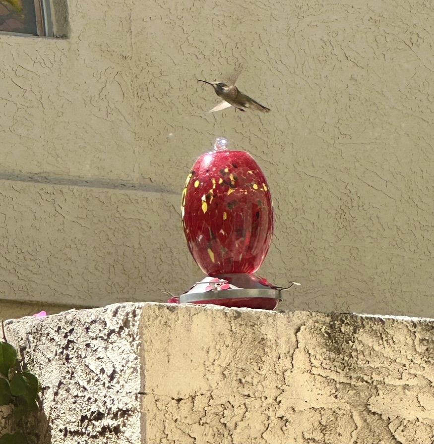 Nnedi's tweet photo. Yeah, I'm on Threads, same name as on Instagram. I'm on BlueSky, mhm. Mastodon, too. I'm being info-mined like crazy. They've probably already built my AI-powered digital clone.

It's all a shame. But at least there are hummingbirds outside, and they don't care about any of this. https://t.co/A2Bg7i1lS9