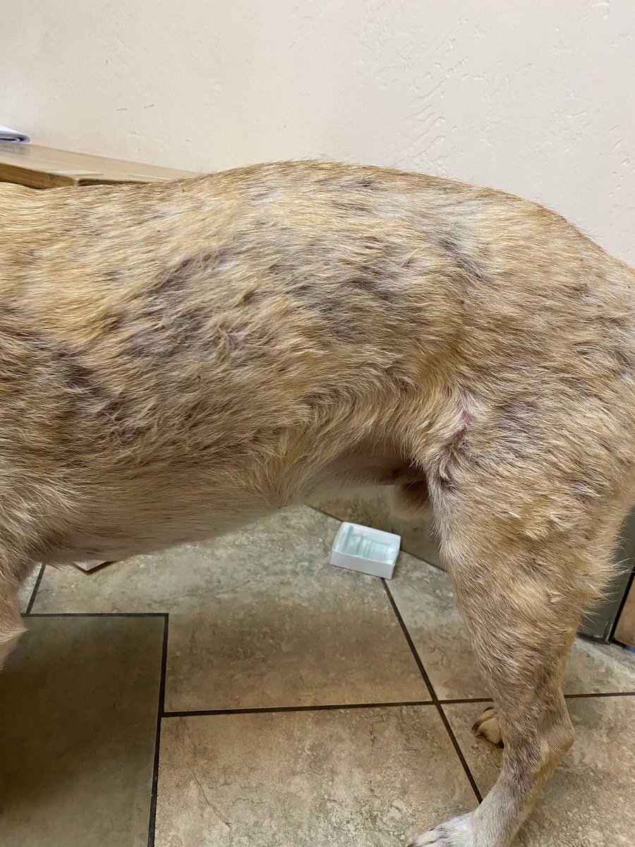 Derm 4 Animals tweet media