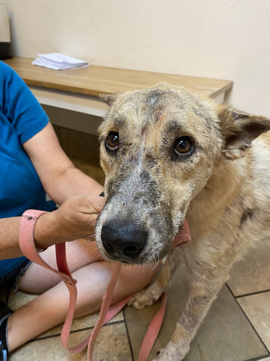 Derm 4 Animals tweet media