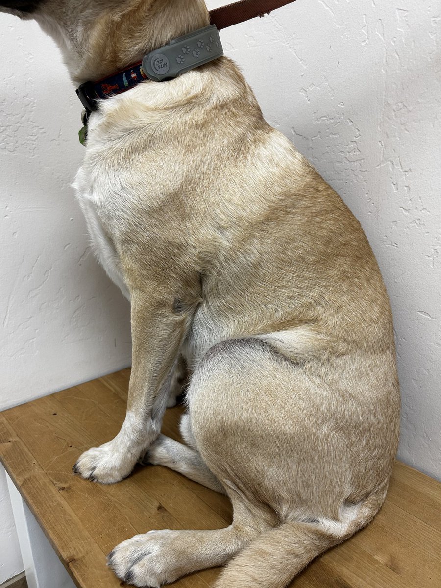 Derm 4 Animals tweet media