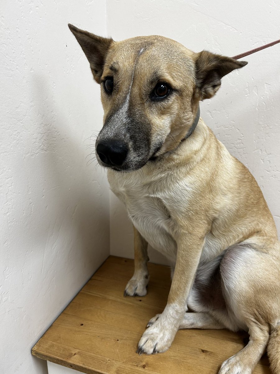 Derm 4 Animals tweet media