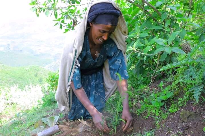 Hailemariam_Kef's tweet photo. I,with H.E YalAlem Fantahun,the administer and guests planted seedlings in North Gonder, Dabat as beginning of the Zonal Green Legacy .My heart felt proud for being on the heart of the land that produce brave fighters of sovereignty and freedom, North Gonder.HONER FOR OUR HEROS ! https://t.co/7Whq7rGzdU