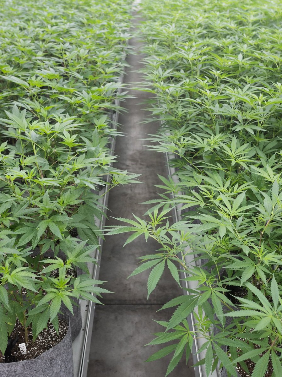 SweetDirtME's tweet photo. Happy Flower Friday 

90’s OG 

Featuring beautiful frosted round nugs deep green in color it has a fruity grape aroma with a pungent pine and wood lacquer finish.

Genetics: 92 OG x (Triangle Kush x M10) M10 is also known as Afghani 1 
Terpenes: Myrcene, Caryophyllene, Limonene https://t.co/Qci5NKPHke