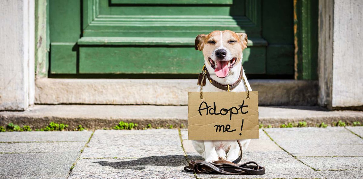 Destress_Tips's tweet photo. How a Shelter Dog Can Reduce Your Stress
Learn why adopting a shelter dog is a great idea for lowering your stress levels.
https://t.co/bG3Pws8BkS 

#destress #dogs #adopt https://t.co/LSBrwQvPEH