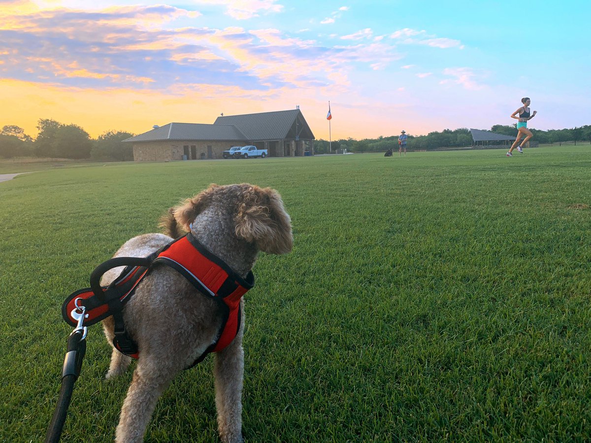 Smith4Southlake's tweet photo. Love taking pics of @CarrollCXC each morning at Bob Jones Park in @CityofSouthlake. These are some of my faves from June. Cameo by Coco Maxx. And guest starring @AuburnTigers’ Audrey Dunn. https://t.co/5lO1blvx6A