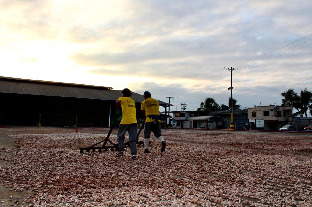 dlegarda's tweet photo. ¿Aún no lo crees?
¡El cacao nació en Ecuador!
🇪🇨 🍫
En el #DíaMundialDelCacao ratificamos que somos la cuna del mejor cacao fino de aroma, tradición agrícola preservada y perfeccionada desde Palanda por siglos de maestría productiva. Ecuador es, y siempre será, tierra cacaotera. https://t.co/fCZS0rB4qn
