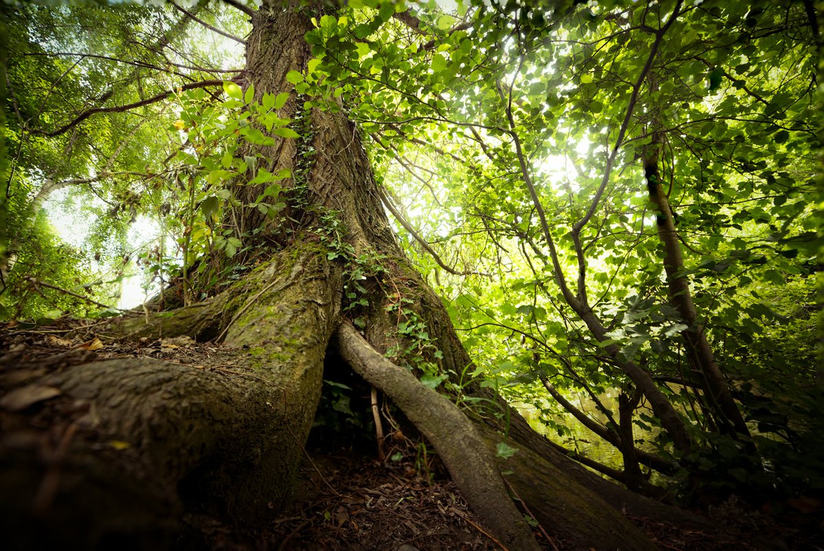 PictureofEurope's tweet photo. 🌳 Explore the breathtaking beauty of Dublin's River Dodder! 🍃 Immerse yourself in nature's splendor with this stunning stroll on the riverbank. Share your favorite memories or experiences from this popular walk! 🚶‍♀️🌿📸 #Dublin #RiverDodder #NatureWalk #ScenicViews #IrishBeauty https://t.co/KblU6d7MKI