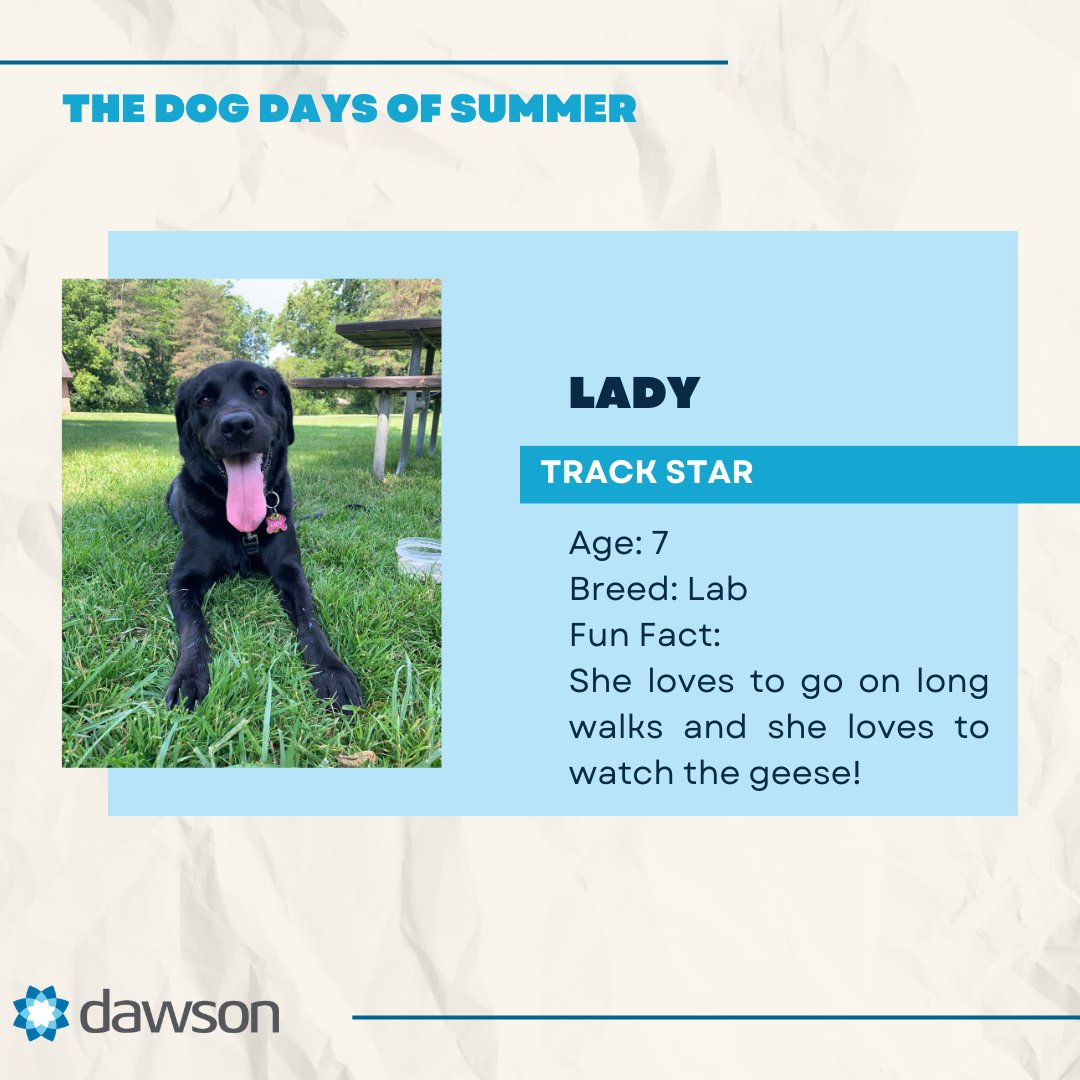 Celebrating Dawson's Dog Days of Summer! 🐾Our office transforms into a furry paradise when an amazing colleague brings their adorable pup to work. 🐶This week, we warmly welcome the newest member of our pack, Lady!
 #DawsonsDogDays #FurryFridays #WorkplaceWoof #DogsOfInstagram