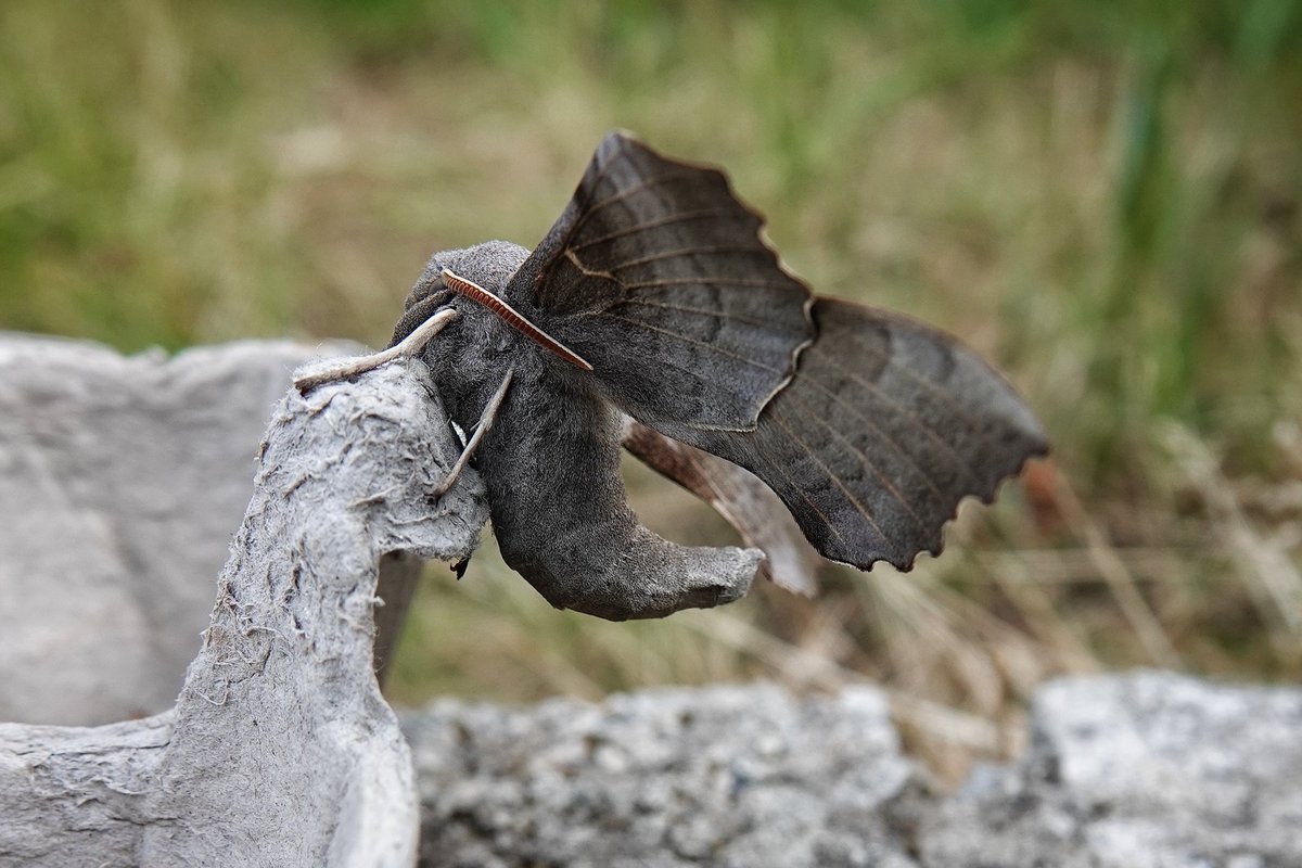 WildDevon tweet media