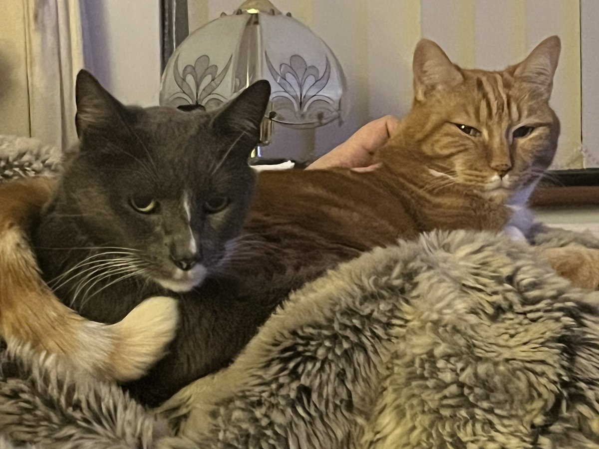 bailey_barnum's tweet photo. @FartyCheddarCat   

Sorry I miss yor birdyday Chedz. 

I hasn’t bin on Tweety, cos my bruvver Barnum got sick &amp; went over da 🌈 bwidg, age 15😿😿

4 wks ago, all good. Den his kidneys stop work. He lose weight,so Vet put him sleepy wiv Mum, Dad &amp; Sister holding him

RIP Barnum💔 https://t.co/rlHPwczdqw