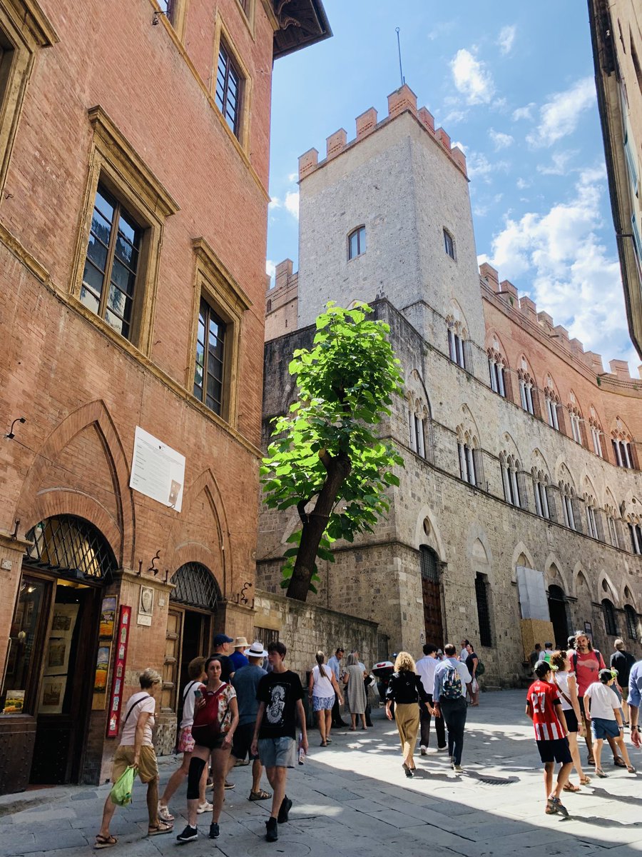 ninakillham's tweet photo. Sticking out like a glorious thumb. #necessarytree #savethetrees #Siena https://t.co/WYLgAb5tJv