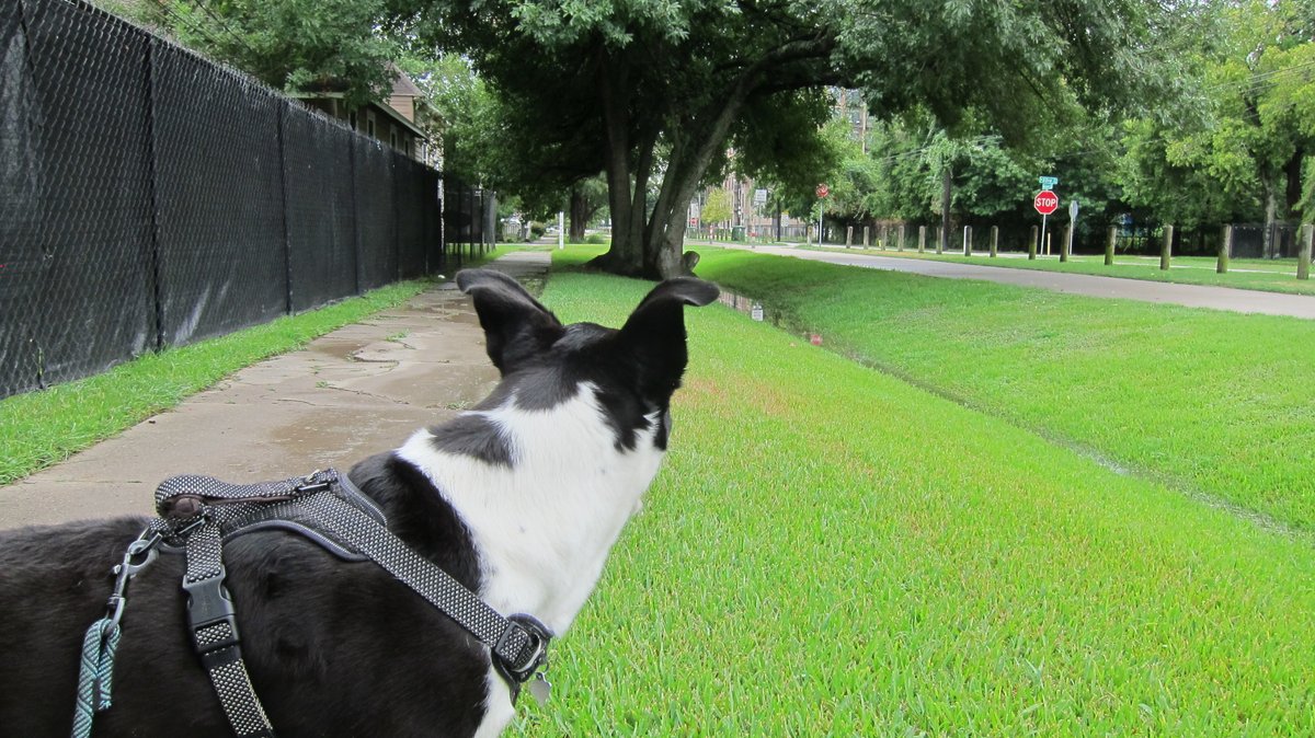 CaptainDog2019's tweet photo. Boy oh boy is it humid on the trail today! ! !

#dogwalk #collie #shorthaircollie #smoothcollie #mcnabb https://t.co/cEc7Z7lAMA