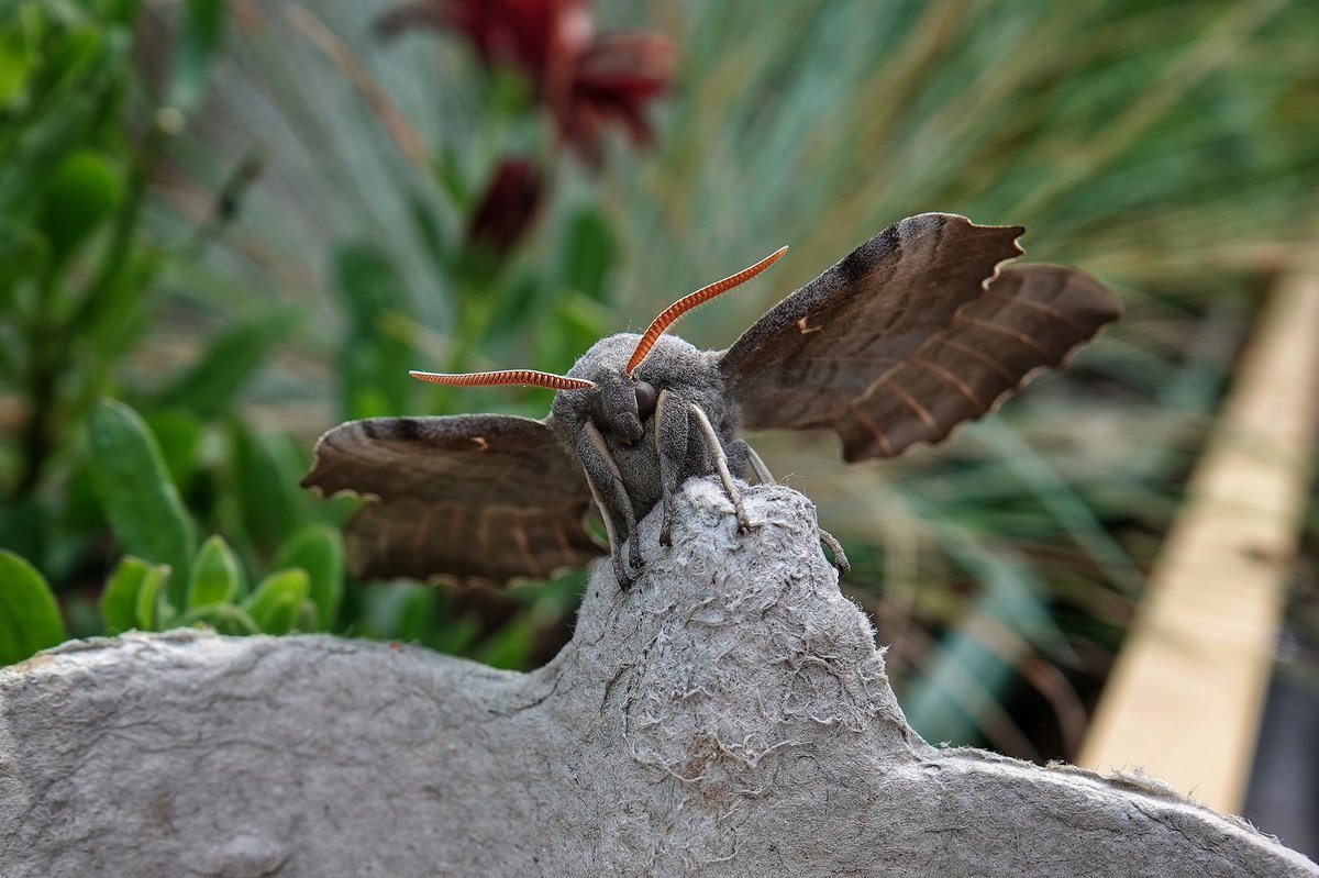 WildDevon tweet media