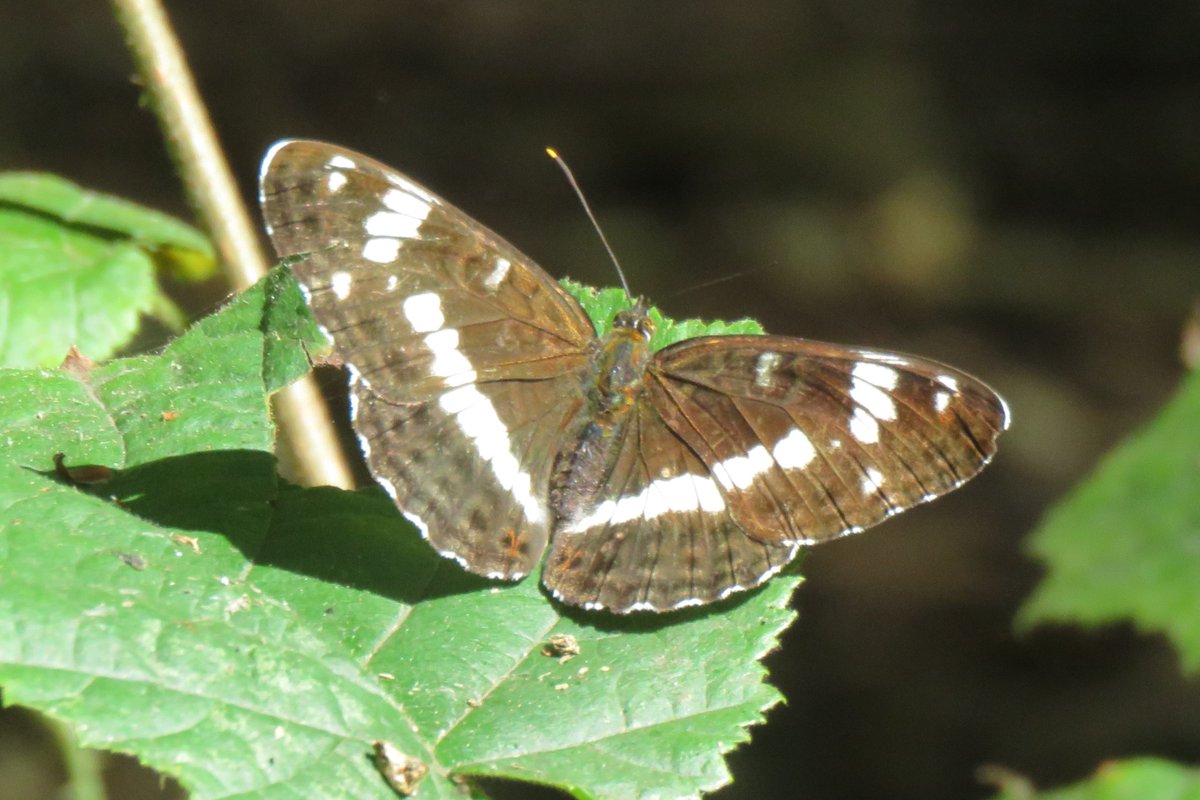 White Admiral seems to get more and more eleusive each year, one at Westfield Common today
