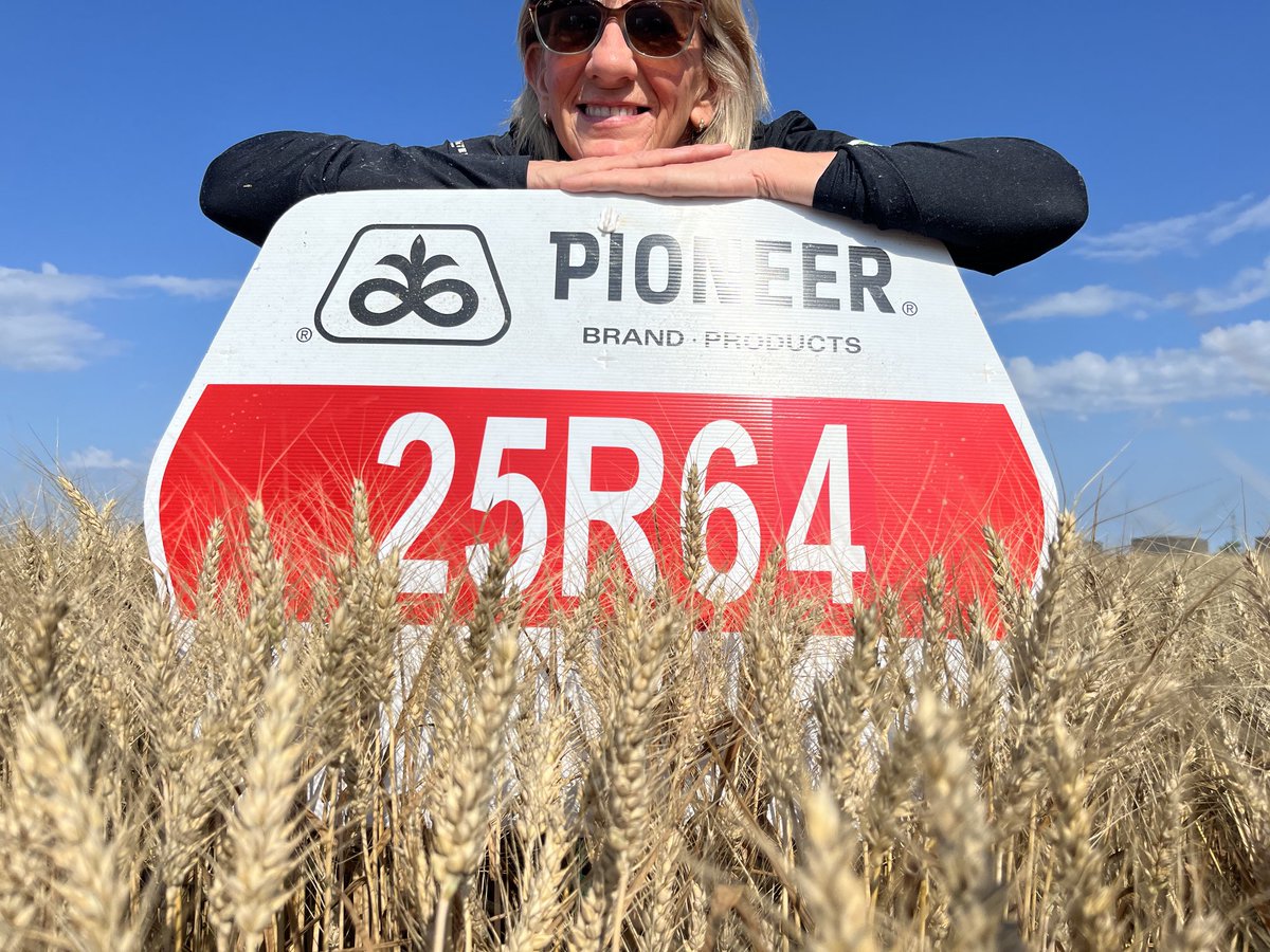 Excited to harvest this new wheat added to the Pioneer line up! #harvest2023