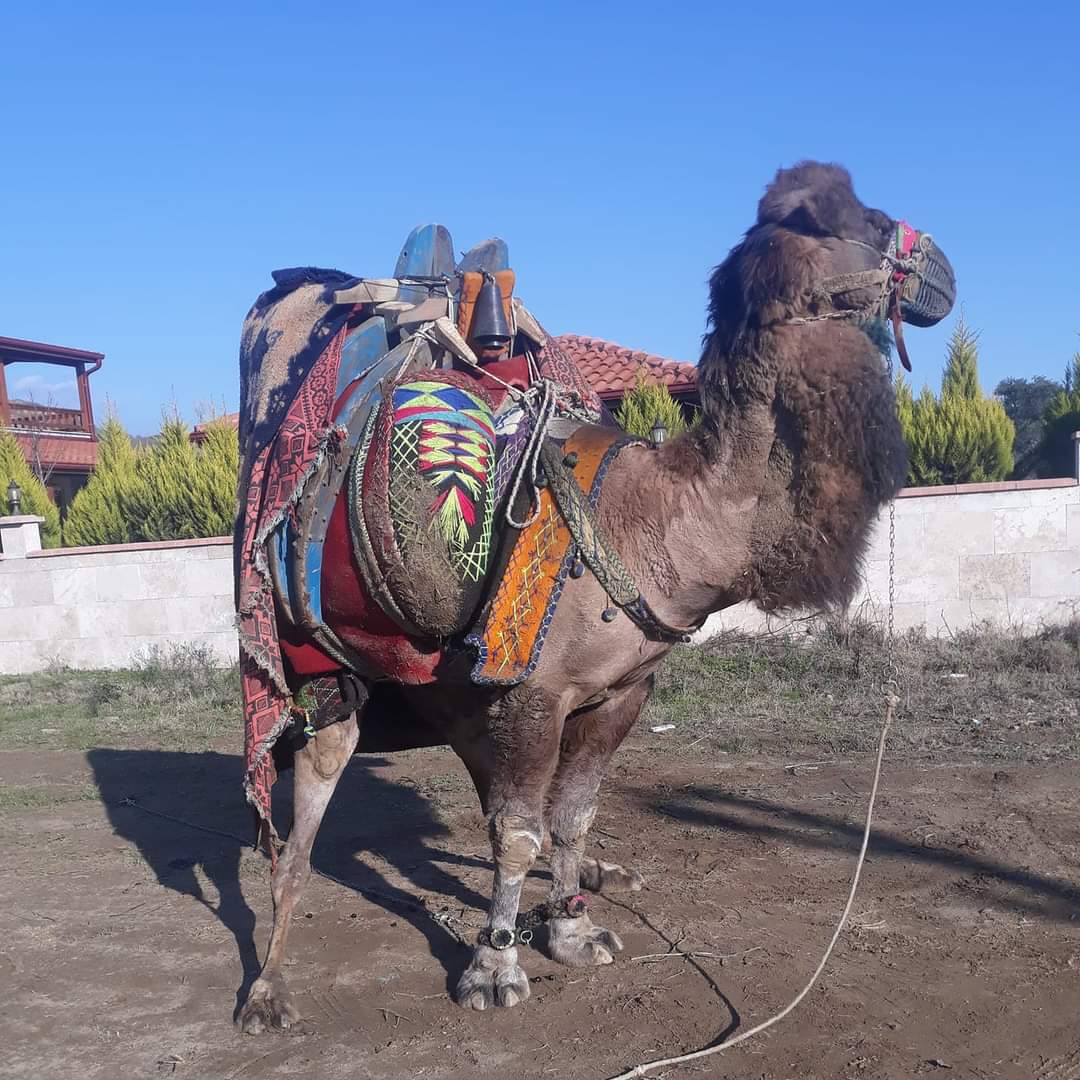 Cesaret güven saygı sizce ne anlama gelir