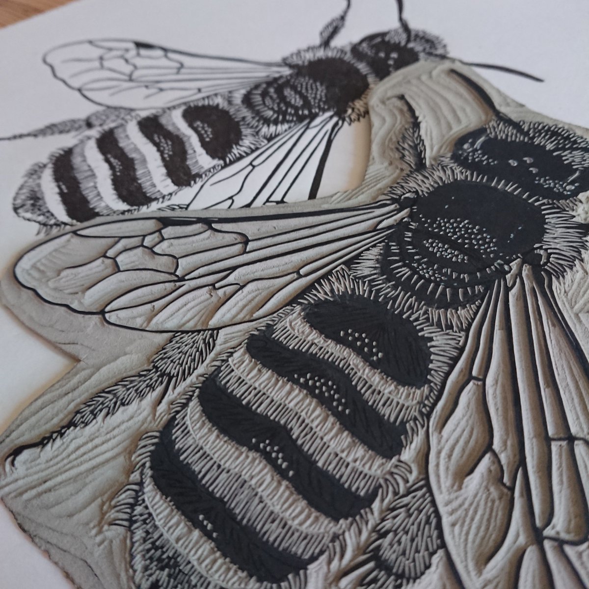 FMinifera's tweet photo. Another one for the #wildbee #linocut collection: #Halictus scabiosae. Very abundant at the moment here in Göttingen. Have you seen one? If not, watch out on Asteracaea, especially those with the large flowers. https://t.co/QFeOG5qQMV