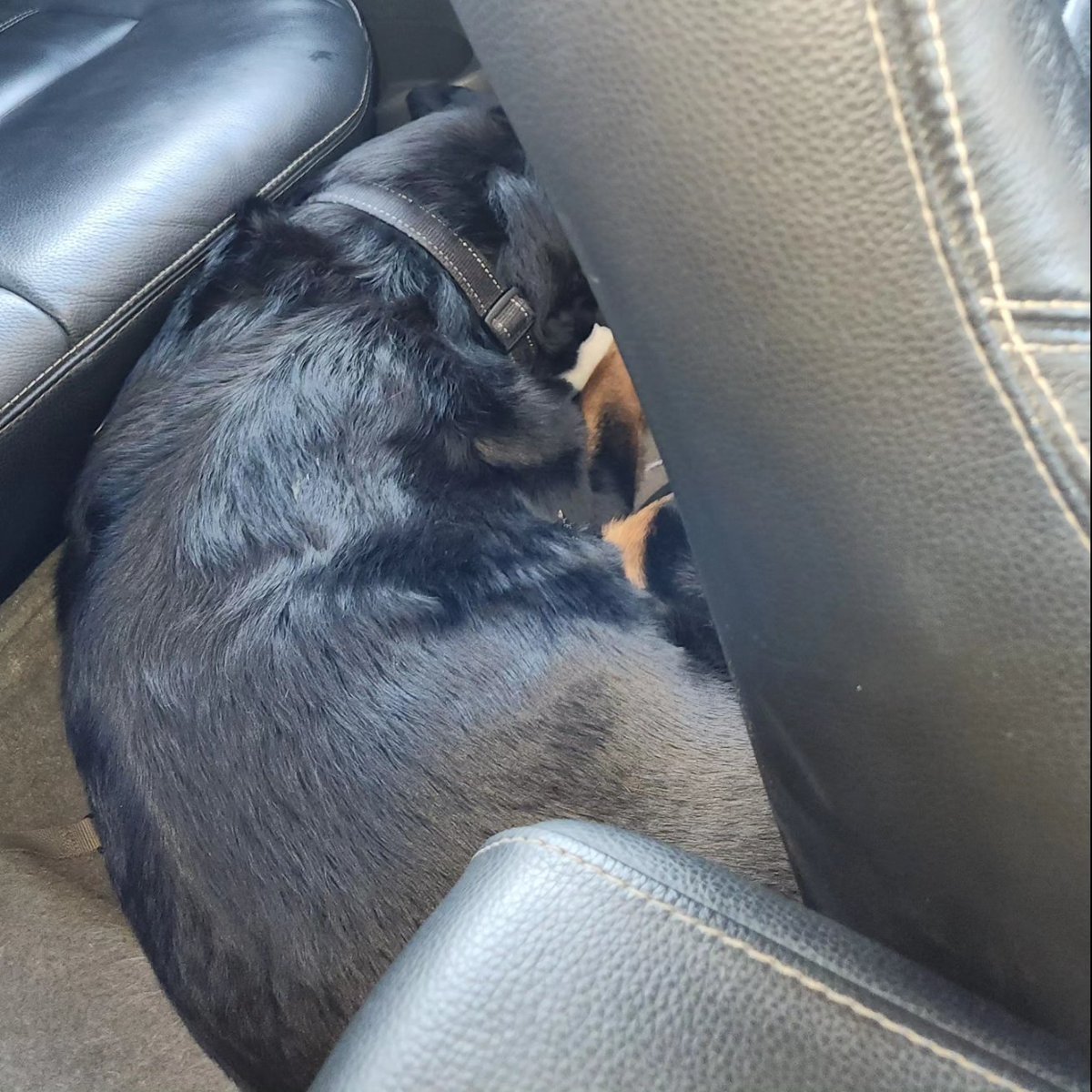 Rottdoglife's tweet photo. Shiva is enjoying her car ride so much that she has fallen asleep.  #rottweilerdoglife #rottweiler #dogs #fyp #dog #pets #animal #sleeping #cute https://t.co/ZjHxRbvjep