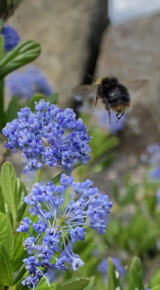 AngrySuperbird's tweet photo. Garden life https://t.co/0bbgq1KF5D