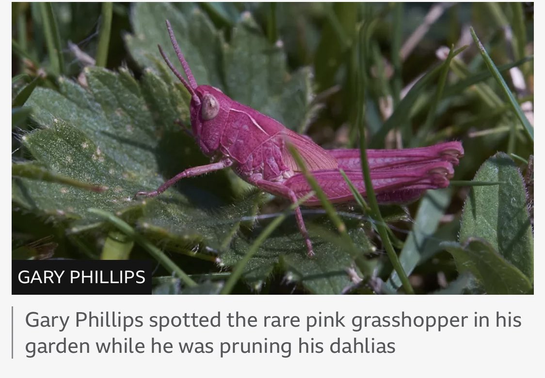 Rare pink grasshopper spotted in the garden, UK 💕💕#Garyphillips #pinkgrashopper #uk #Anglesey