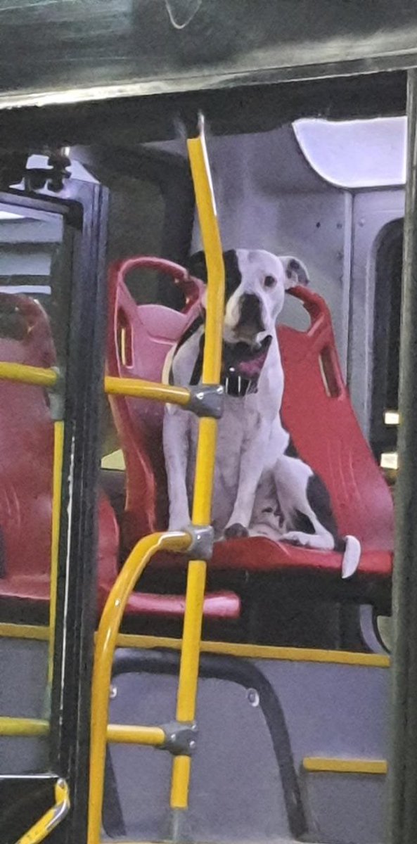 Al Portal Tunal de Transmilenio llegó este perrito perdido🐶🐾

Por favor, ayúdanos a difundir para intentar ubicar a su familia o escríbe a @transmilenio si lo reconoces.  Ojalá no sea otro caso de abandono  🙏